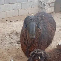 قوچ هترو|حیوانات مزرعه|چناران, |دیوار