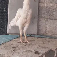 خروس لاری