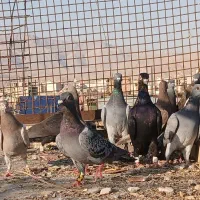 کبوتر جوجه پلاکی