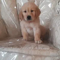 گلدن رتریور|سگ|تهران, پردیسان|دیوار