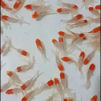 ماهی قرمز|ماهی|تکاب, |دیوار