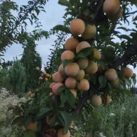 پیش فروش نهال پیوند وصنوبر|خدمات باغبانی و درختکاری|یاسوج, |دیوار