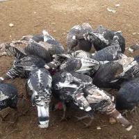 بوقلمون|حیوانات مزرعه|تاکستان, |دیوار