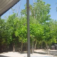 خانه باغ ۴۲۰متری|فروش خانه و ویلا|شیراز, دکتر حسابی|دیوار