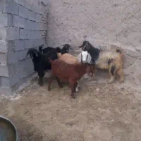 بزقاله