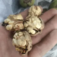 گردو درجه یک|عمده‌فروشی|شیروان (خراسان), |دیوار