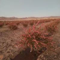 زمین کشاورزی باآب ودرخت زرشک در دشت شیرکاب قهستان|فروش دفتر صنعتی، کشاورزی، تجاری|بیرجند, |دیوار