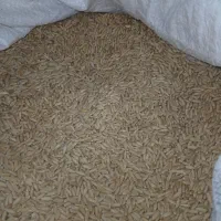 گندم بوجاری شده