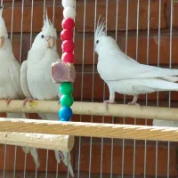 سه تا عروس هلندی آلبینو|پرنده|لواسان, |دیوار