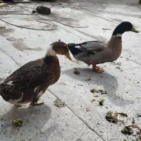 اردک رسمی|حیوانات مزرعه|ماهدشت, |دیوار