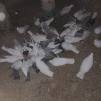 کبوتر|پرنده|قیدار, |دیوار