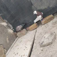 سلام ۲عدد کفتر نر