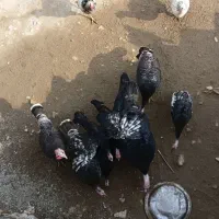 بقلمو|حیوانات مزرعه|پلدشت, |دیوار