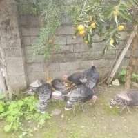 فروش بوقلمون|حیوانات مزرعه|ضیابر, |دیوار