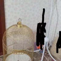 قفس گرد نو|لوازم جانبی حیوانات|قهستان, |دیوار