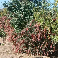 زرشک / کبوتر|خوردنی و آشامیدنی|مشهد, شهید علی محمدی|دیوار