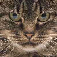 گربه موشگیر