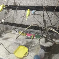 فروش 19 عدد مرغ عشق|پرنده|مریوان, |دیوار
