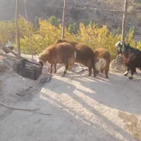 بره نر وکهرنر|حیوانات مزرعه|منج, |دیوار