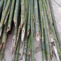 نی خیزران صاف وبلند|گل و گیاه طبیعی|گوراب زرمیخ, |دیوار