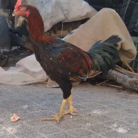 مرغ و خروس لاری