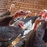 بوقلمون  برنزه ۶ماهه سالم|حیوانات مزرعه|بردسکن, |دیوار