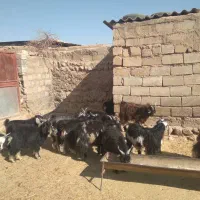 چپیش نر|حیوانات مزرعه|دره شهر, |دیوار