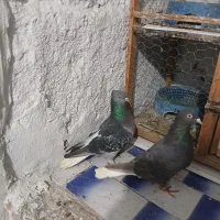 یک جفت کفتر دم سفید با قفس ۵ طبقه