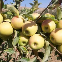 نهال سیب گلدن رندرز سود بالا برای باغداران اشنویه