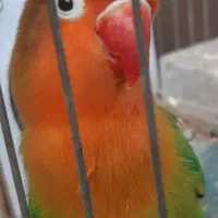 طوطی برزیلی ماده تخم گذار