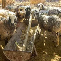 بره نره کشتاری