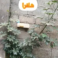 گل و نهال درخت|گل و گیاه طبیعی|ماسال, |دیوار