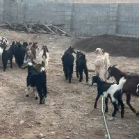 چند عدد کهره تازه چاق به فروش میرسد