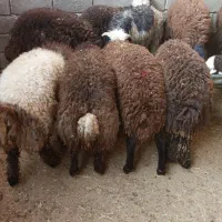 با سلام بره پرواری همه وزن