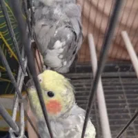 عروس هلندی  مولد