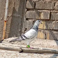 کبوتر سینه سفید|پرنده|شیراز, شاپورجان|دیوار