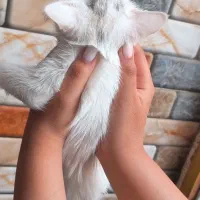 بچه گربه|گربه|کاشان, کارگر|دیوار