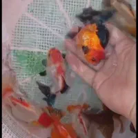 جشنواره فروش گلدفیش اوراندا درانواع نژاد