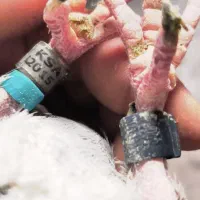 کبوتر پلاکی عربستان سعودی