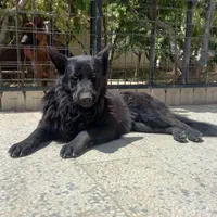 دامپزشک در محل،تمام مناطق (تهران،شهریار و حومه)|خدمات پیشه و مهارت|تهران, مهرآباد جنوبی|دیوار