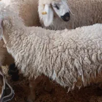 گوسفند چاق و چله