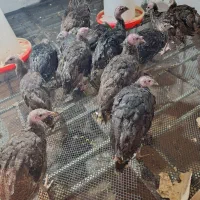 فروش جوجه بوقلمون برنز اصل