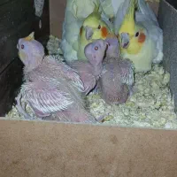 جوجه‌عروس‌هلندی‌