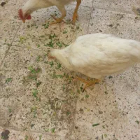 مرغ خروس ماشینی