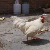 خروس جوان گوشتی