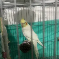 عروس هلندی لوتینو