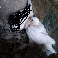 جوجه سفید پرپا