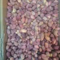 سوپرمیوه.بصورت عمده‌ انواع میوه گوجه گیلاسی.|خوردنی و آشامیدنی|بوشهر, |دیوار