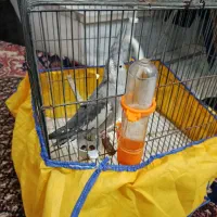 عروس هلندی ۳ ماهه