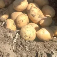 سیب زمینی خوراکی